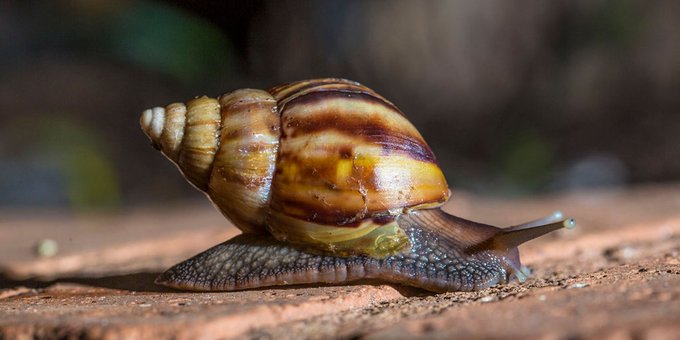 El Caracol Gigante Africano Fue Declarado Especie Exotica Invasora Danino Para La Salud Y Perjudicial Para La Biodiversidad Argentina Forestal